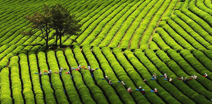 tea farm