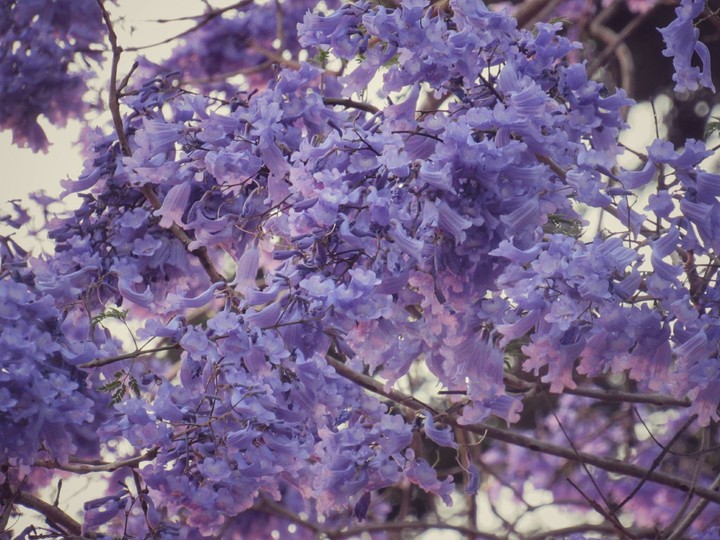 Jacaranda 