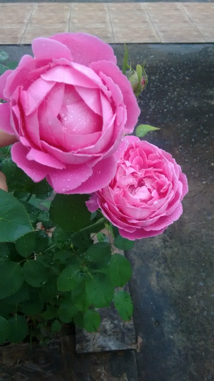 rosas
