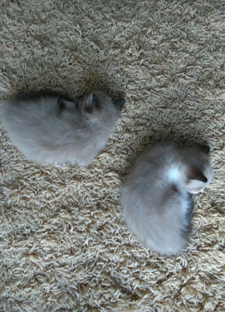 Gatos