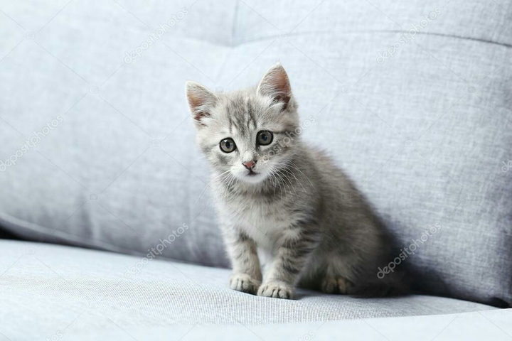 kitten