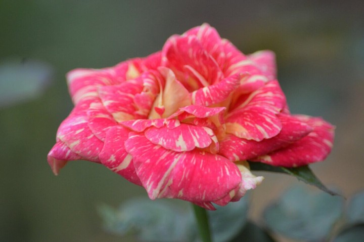 Stripes cross Rose