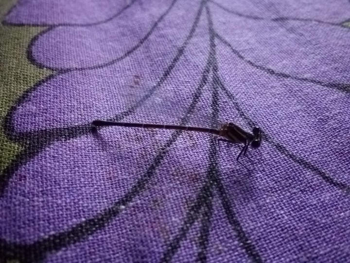 dragonfly