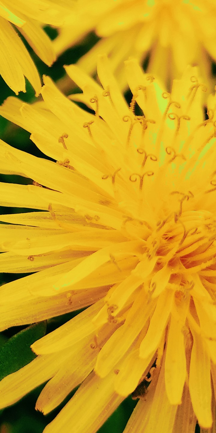 dendelion