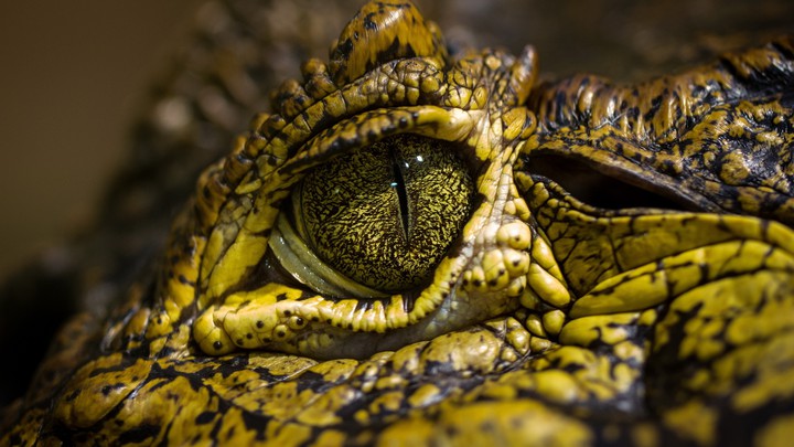 Croc