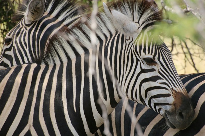zebra.