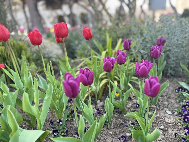 .Tulips