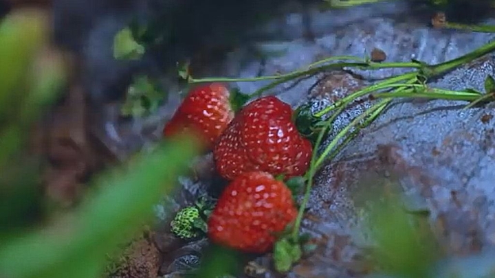 baby strawberry