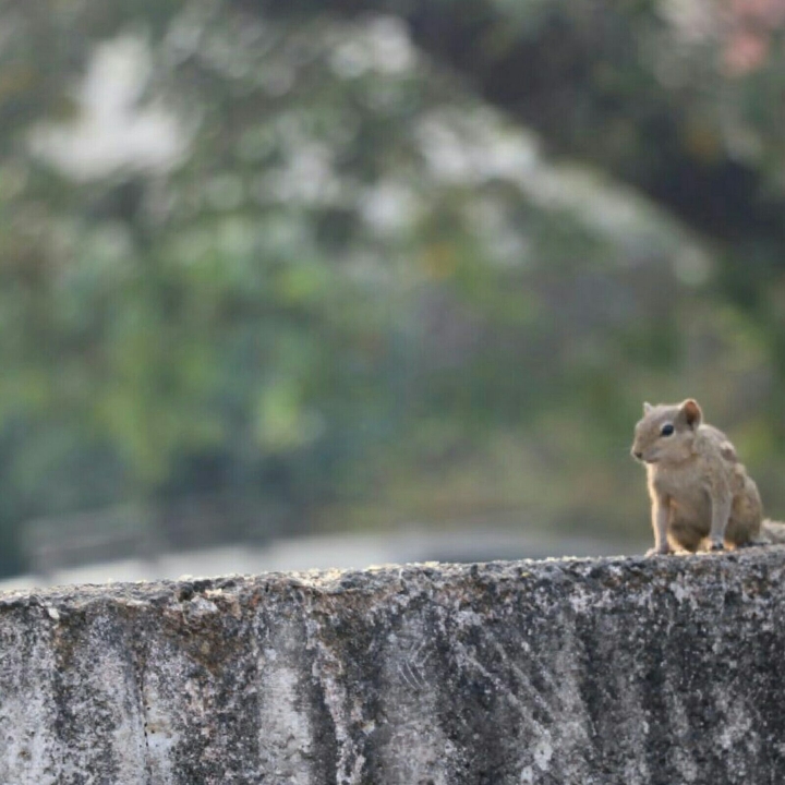 squirrel!!