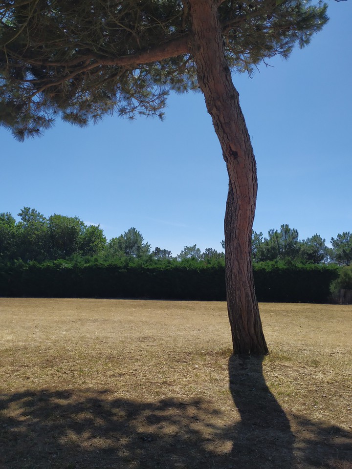 arbre