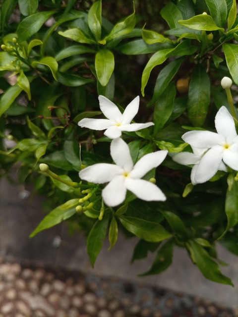 植物, flowers桌布