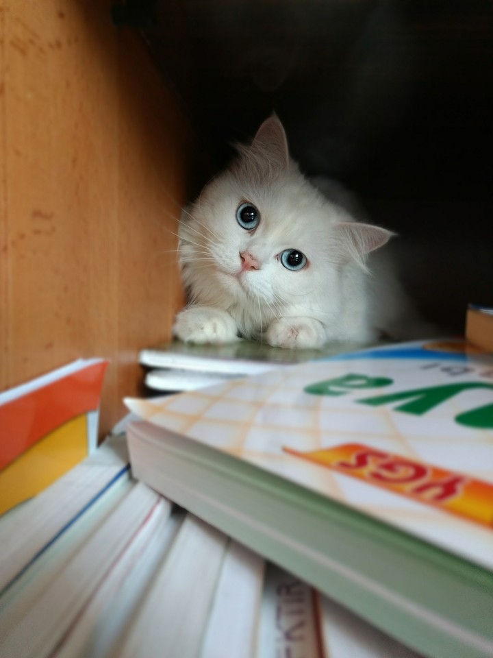 catlovers