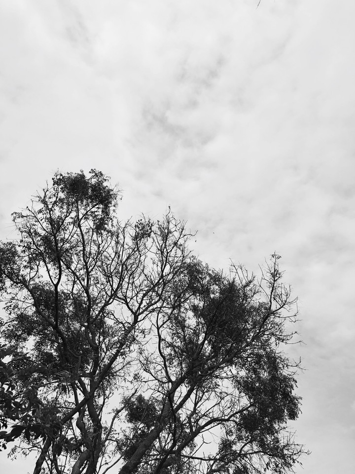 Gloomy tree Gloomy sky