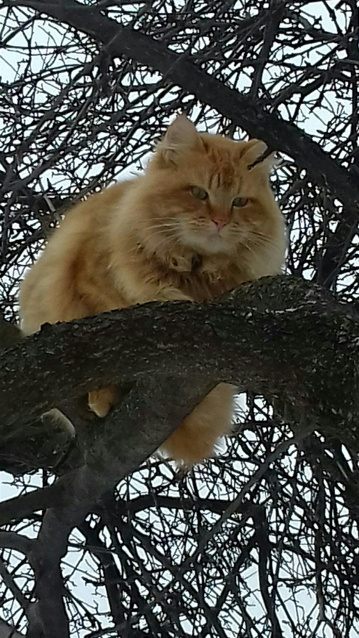 cat...