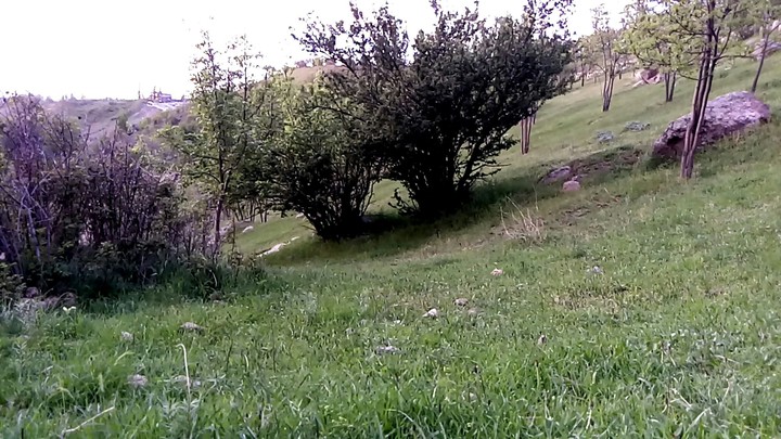 آلوچه جنگلی