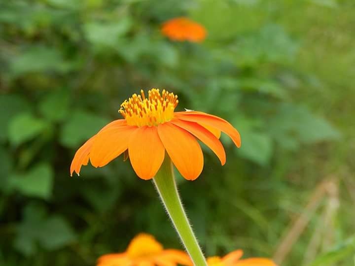 Flor