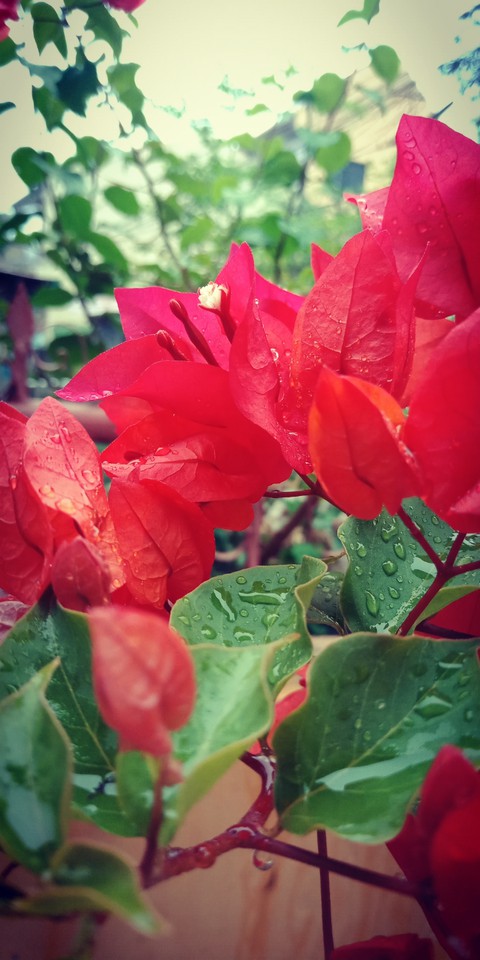 coloured paperleaves?