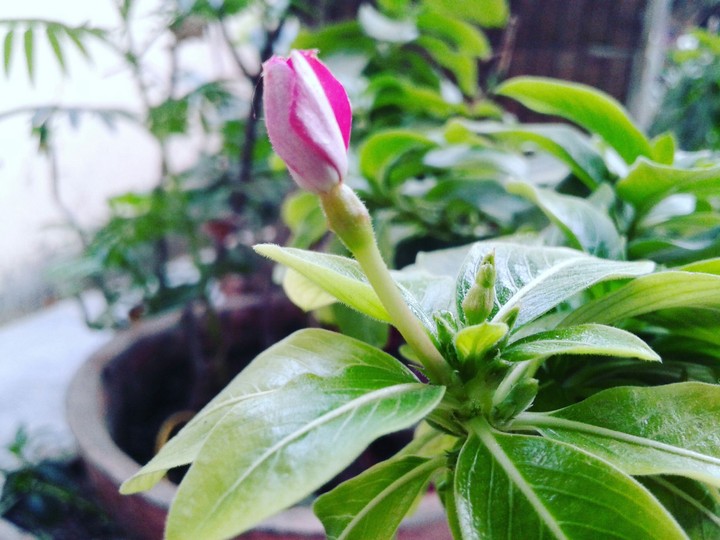 FRESH FLOWER