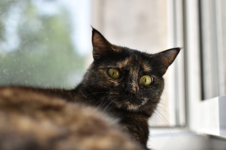 кошка