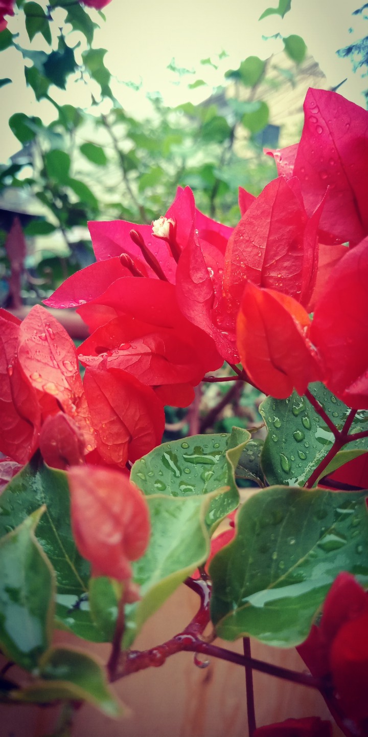 coloured paperleaves?