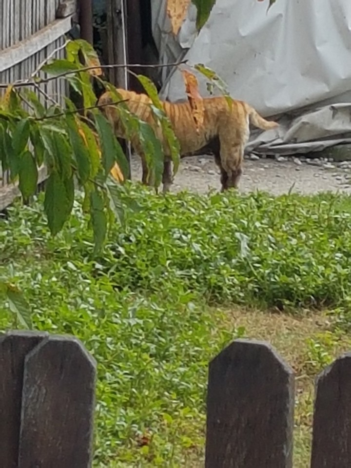 tiger dog
