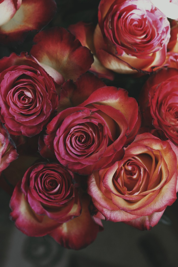 rose