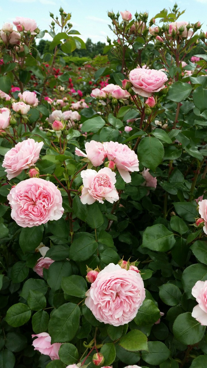 roses