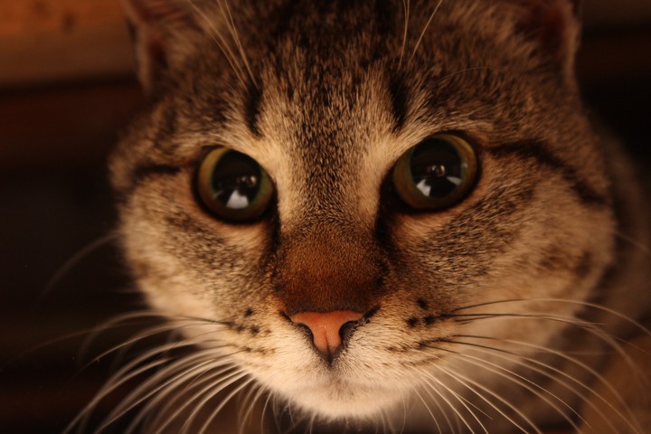 cat