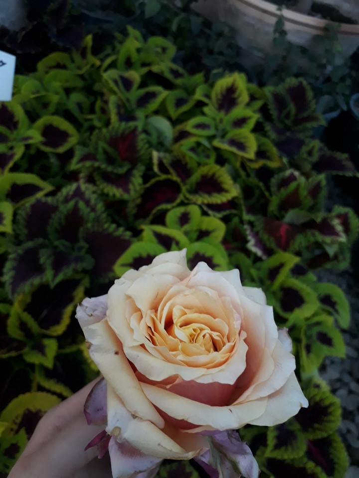 flower