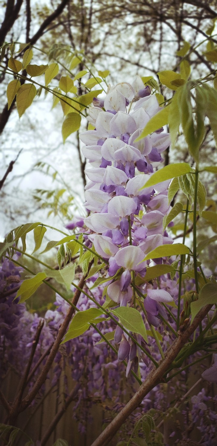 Wisterical