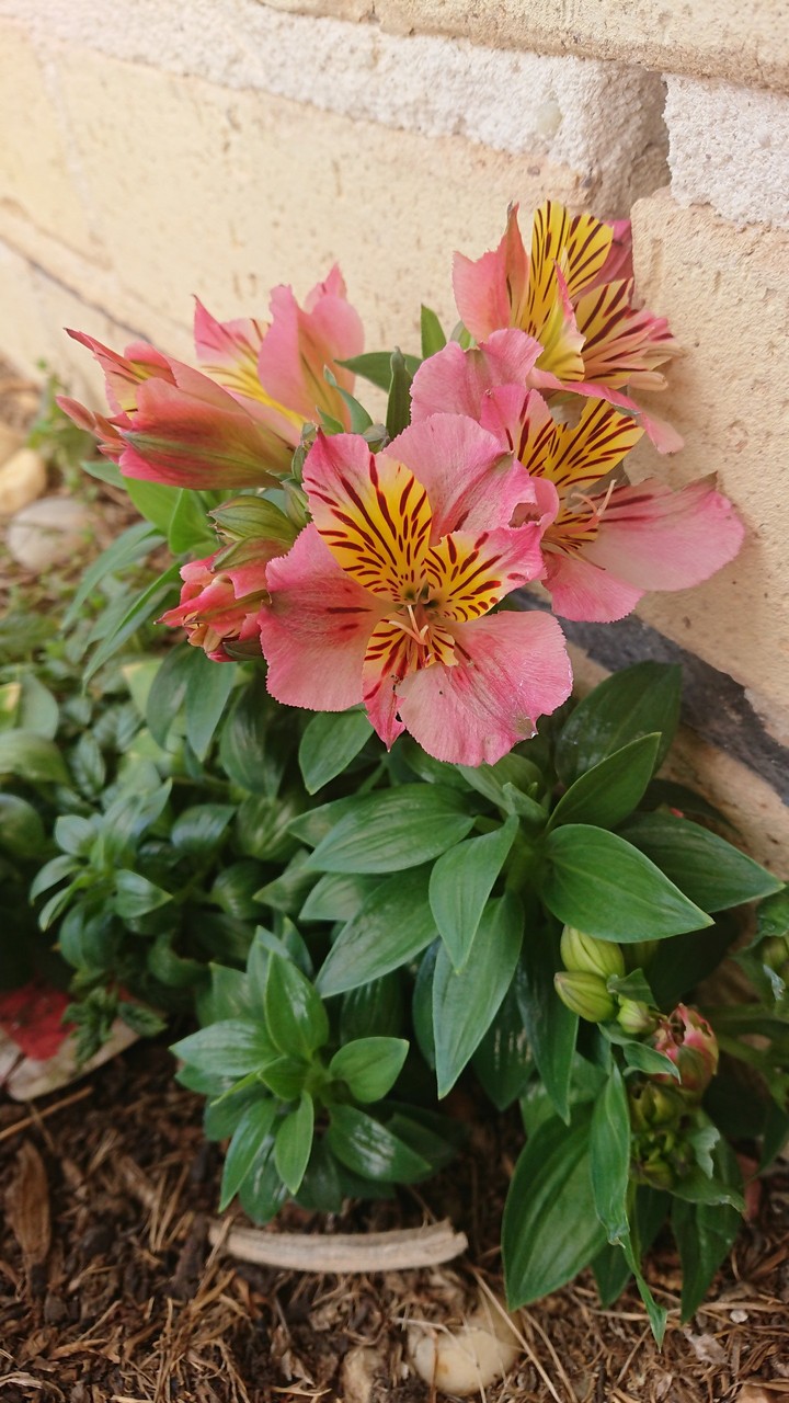 spring, Australia