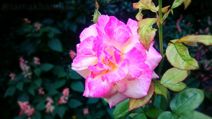 pink & white