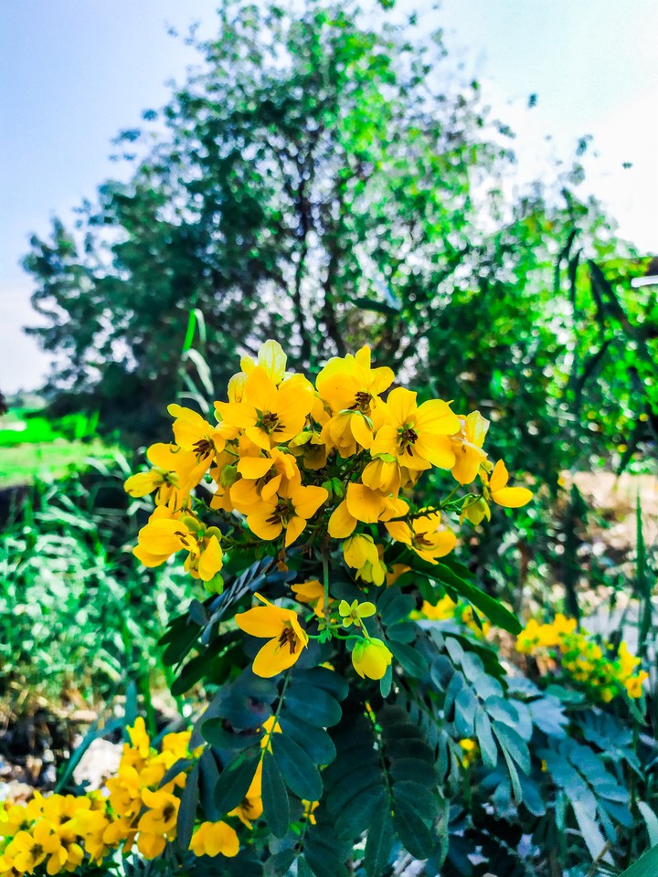 November flowers