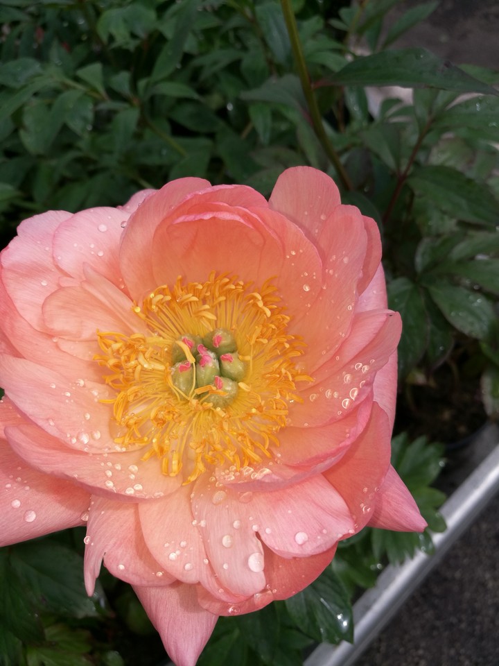 flower & drops