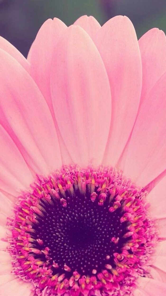 Pink Flower