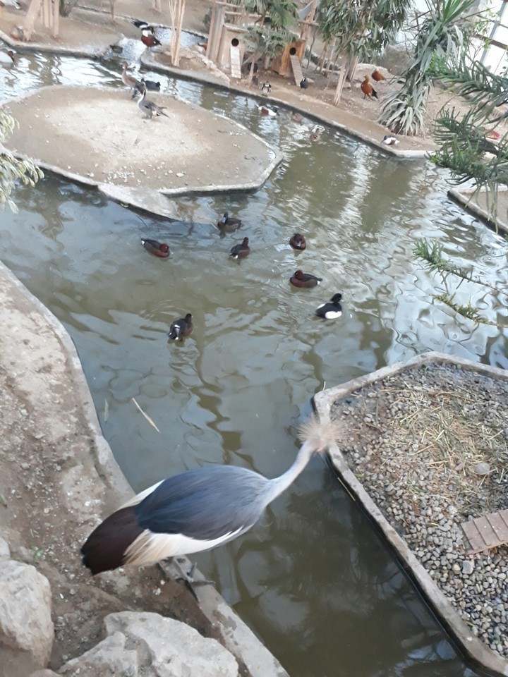 باغ پرندگان