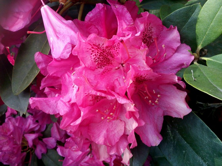 pink wild flower