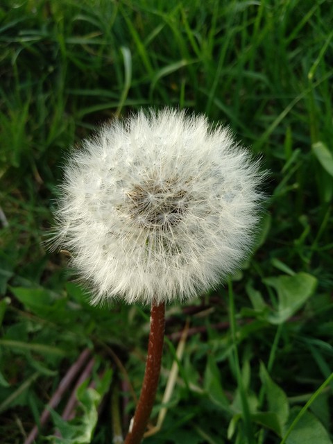 Dandelion