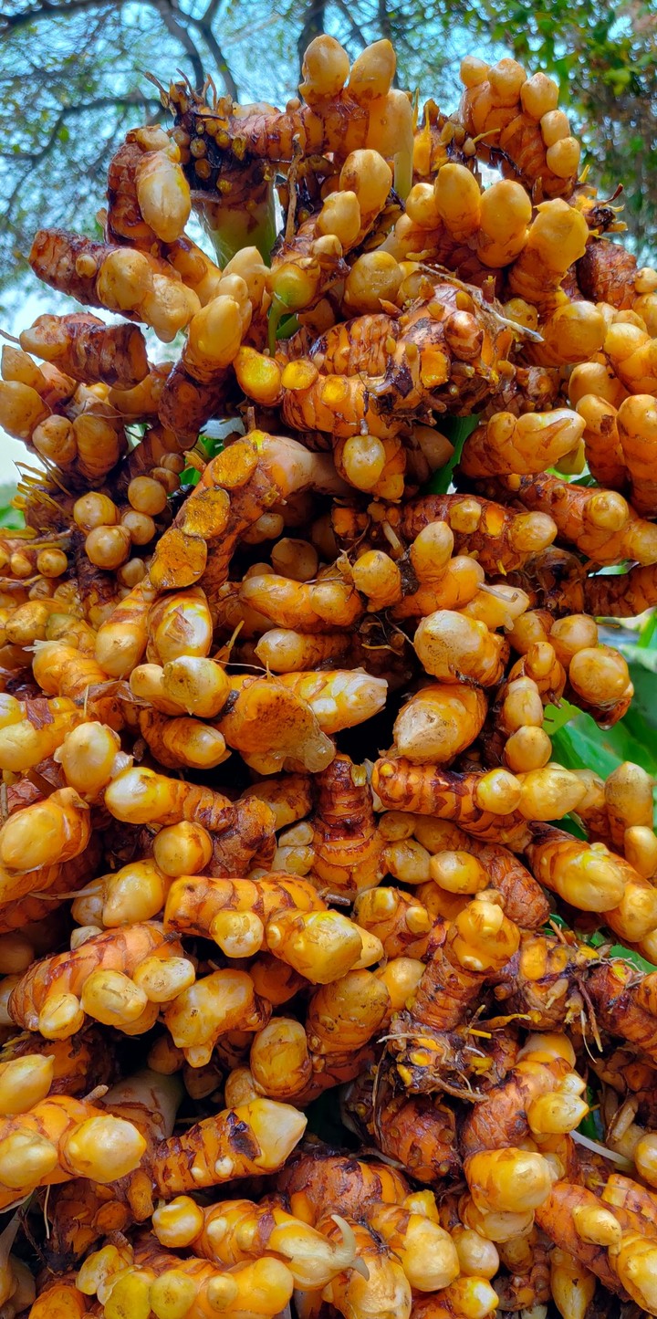 turmeric