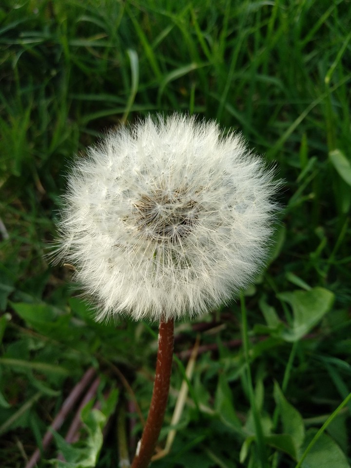 Dandelion