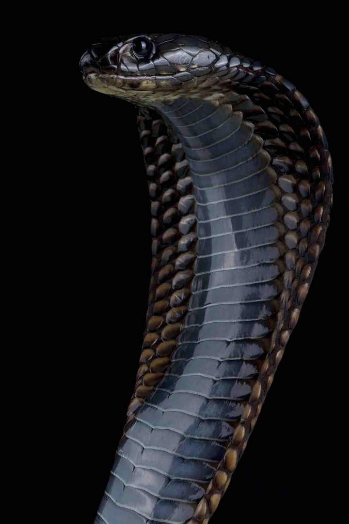 cobra