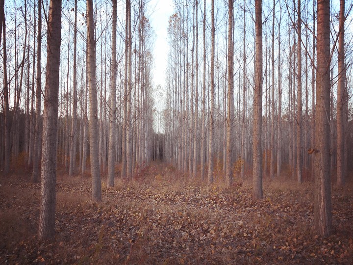 Autumn