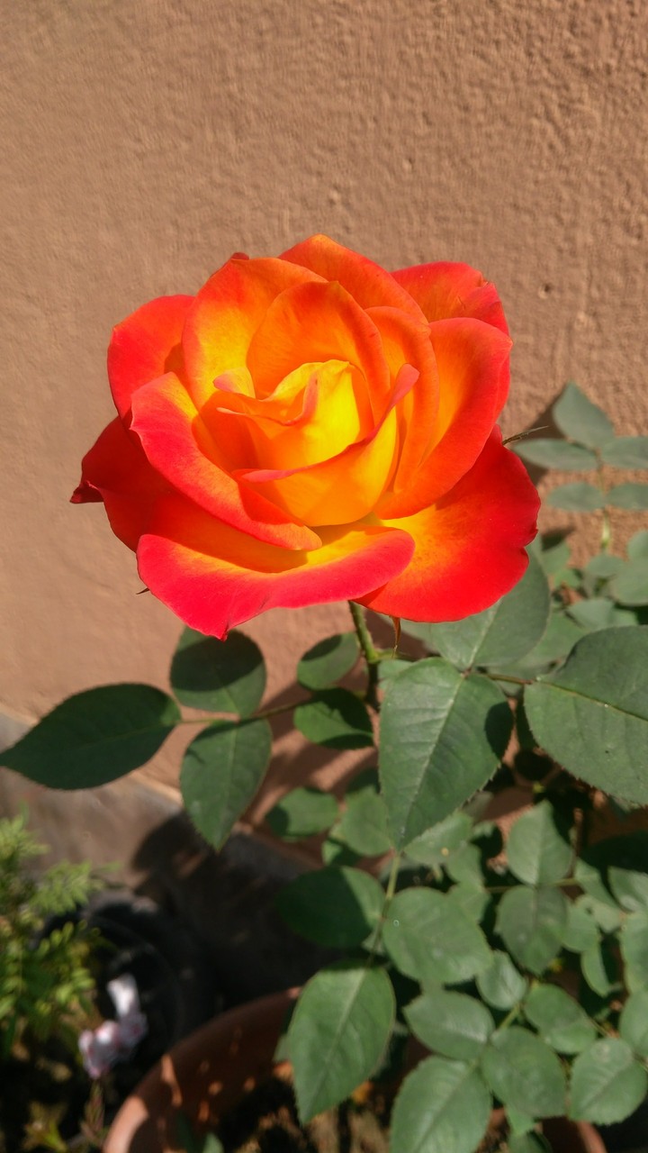 a sunset rose