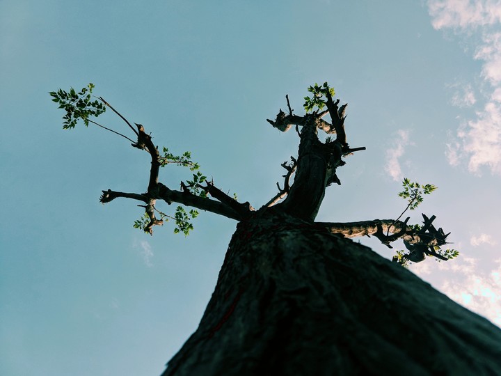 tree beautiful