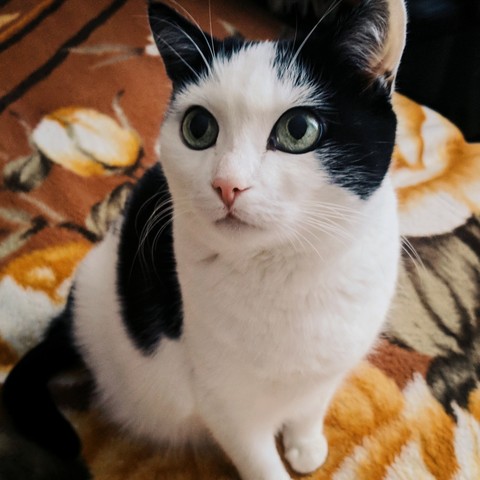 cat