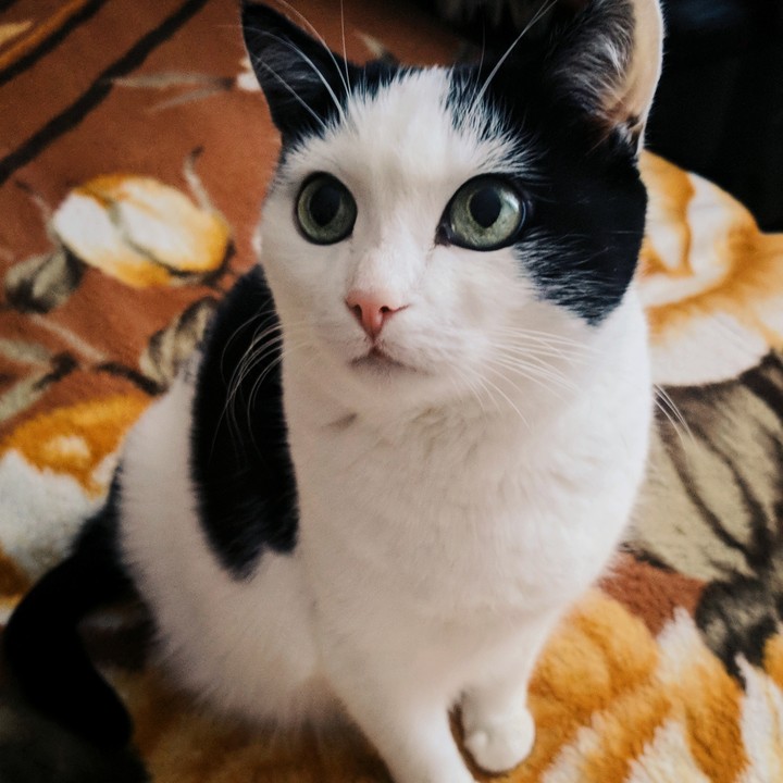 cat