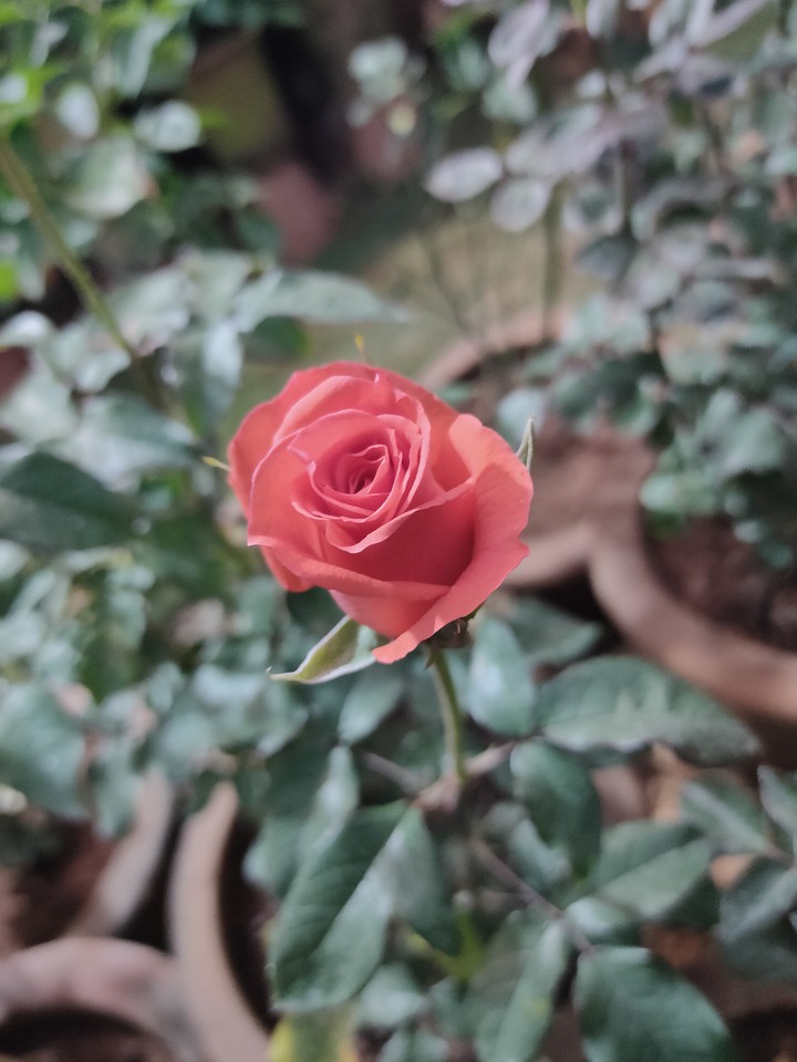 rose