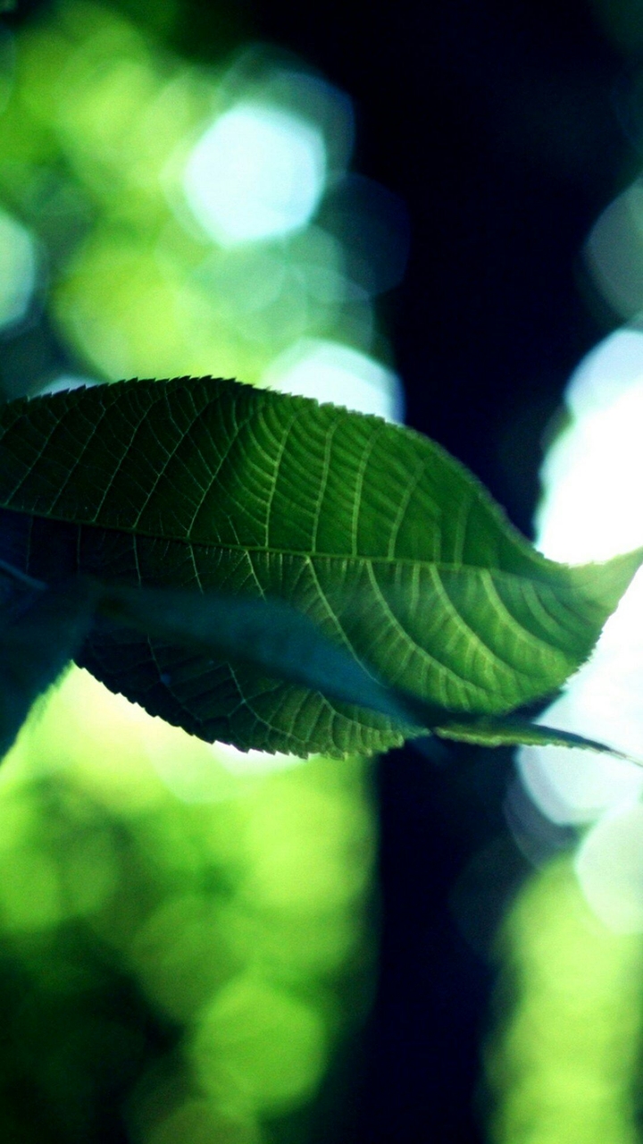 Green Leaf