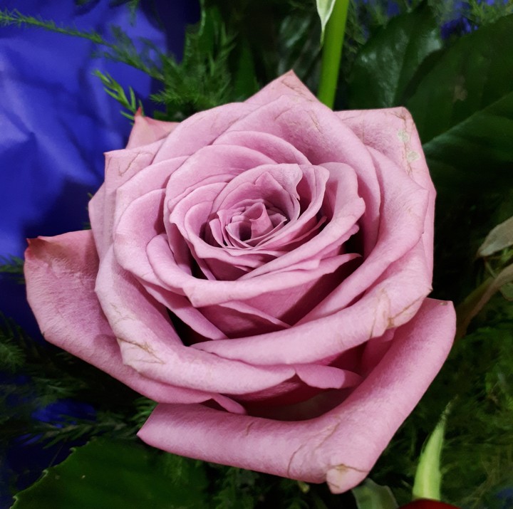 #flower#rose#pink
