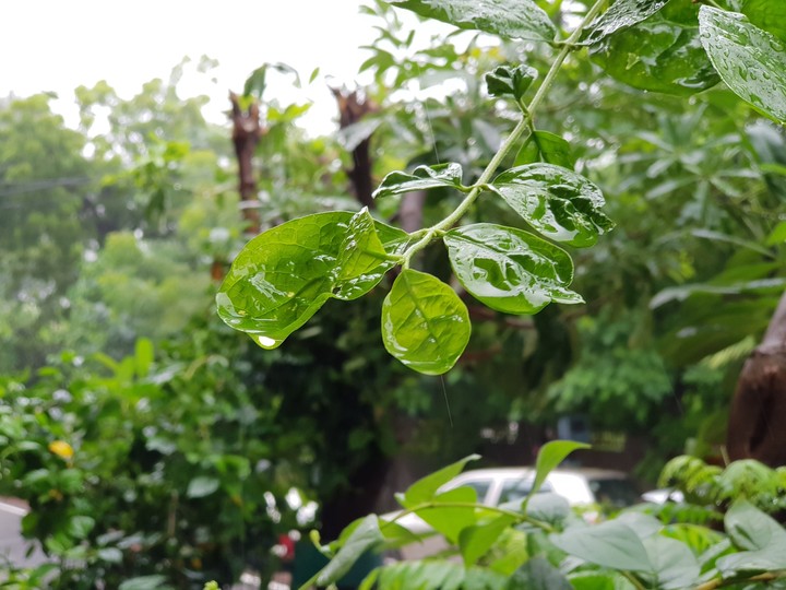 rainy leaves